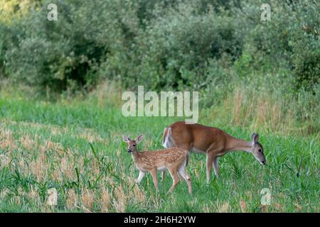 Ein Weißschwanz-Reh und sein Rehkitz weiden auf einer Wiese. Stockfoto
