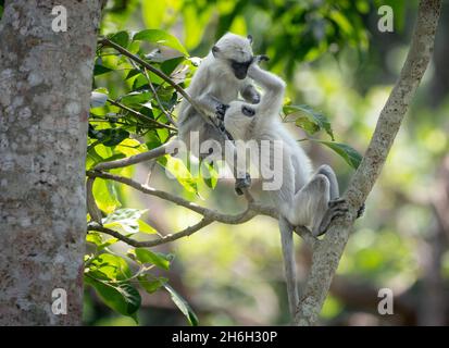 Zwei Languren, die in einem Baum im Dschungel des Chitwan Nationalparks in Nepal spielen. Stockfoto