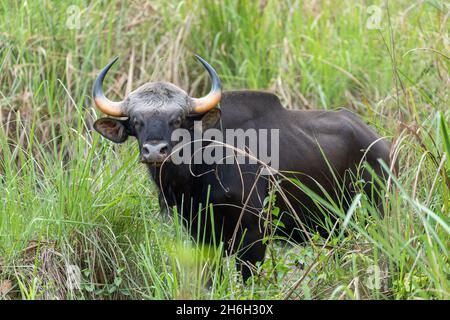 Ein wilder Gaur, der sich in den hohen Gräsern im Dschungel des Chitwan Nationalparks im Süden Nepals versteckt. Stockfoto