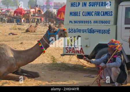 Pushkar, Indien. November 2021. Die Pushkar-Messe ist eine der größten Kamel-, Pferde- und Rindermessen Indiens. Neben dem Handel mit Vieh, ist es eine wichtige Wallfahrtszeit für Hindus zum Pushkar See. Pushkar Messe hat sich auch zu einer bedeutenden Touristenattraktion für inländische und internationale Reisende, angesichts der kühleren Jahreszeit, die Fülle der bunten kulturellen Themen. (Foto: Shaukat Ahmed/Pacific Press) Quelle: Pacific Press Media Production Corp./Alamy Live News Stockfoto