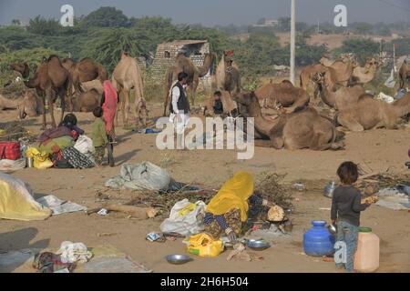 Pushkar, Indien. November 2021. Die Pushkar-Messe ist eine der größten Kamel-, Pferde- und Rindermessen Indiens. Neben dem Handel mit Vieh, ist es eine wichtige Wallfahrtszeit für Hindus zum Pushkar See. Pushkar Messe hat sich auch zu einer bedeutenden Touristenattraktion für inländische und internationale Reisende, angesichts der kühleren Jahreszeit, die Fülle der bunten kulturellen Themen. (Foto: Shaukat Ahmed/Pacific Press) Quelle: Pacific Press Media Production Corp./Alamy Live News Stockfoto