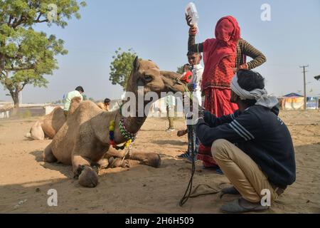 Pushkar, Indien. November 2021. Die Pushkar-Messe ist eine der größten Kamel-, Pferde- und Rindermessen Indiens. Neben dem Handel mit Vieh, ist es eine wichtige Wallfahrtszeit für Hindus zum Pushkar See. Pushkar Messe hat sich auch zu einer bedeutenden Touristenattraktion für inländische und internationale Reisende, angesichts der kühleren Jahreszeit, die Fülle der bunten kulturellen Themen. (Foto: Shaukat Ahmed/Pacific Press) Quelle: Pacific Press Media Production Corp./Alamy Live News Stockfoto