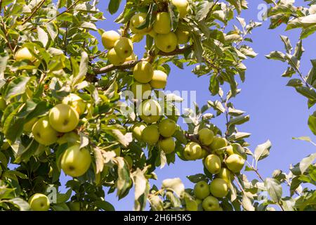 Grüner Apfelbaum Zweig mit reifen Früchten im Garten Stockfoto