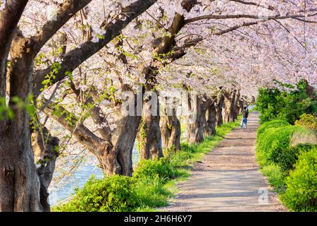 Urui River, Shizuoka, Japan gesäumt von Kirschbäumen im Frühling. Stockfoto