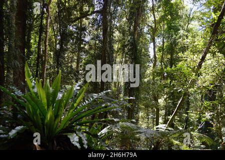 Subtropischer Regenwald im Dorrigo National Park, NSW Stockfoto