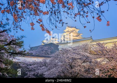 Himeji, Japan auf Himeji Castle während der Frühjahrssaison der Kirschblüte in der Dämmerung. Stockfoto