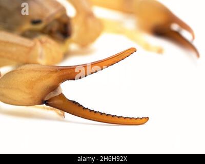 Nahaufnahme des Pinchers (Pedipalp) eines hochgiftigen Fettschwanzskorpions (Androctonus australis), isoliert auf Weiß. Diese Art aus Nordafrika A Stockfoto