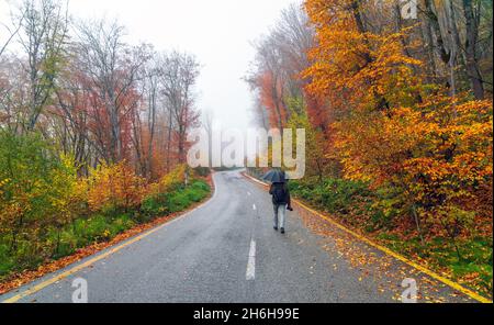 Der Fotograf reist auf einer nassen Asphaltstraße durch den herbstlichen Wald Stockfoto