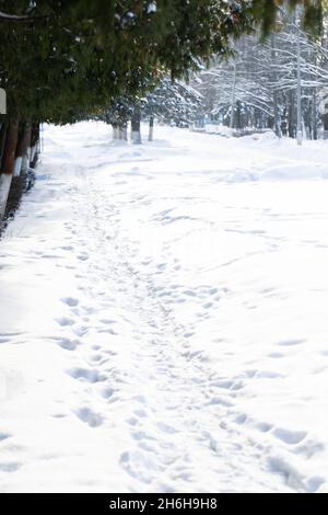 Ein schneebedeckter Pfad, umgeben von Fichten in einer kleinen Stadt, mit Gestampftem Schnee, hohen Schneeverwehungen. Winter in Russland. Stockfoto