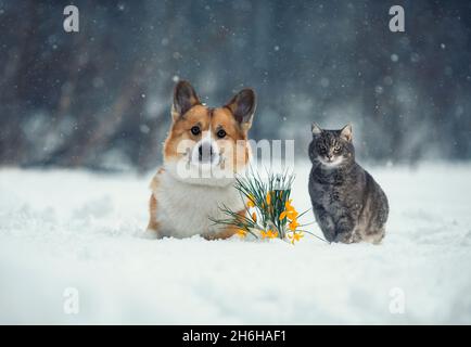 Ferienkarte Katzen- und Hundecorgi im Frühlingsgarten neben gelben Blumen-Schneeglöckchen Stockfoto