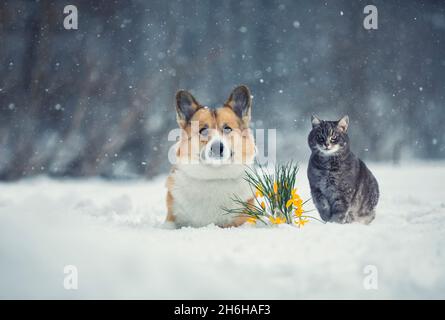 Ferienkarte Katzen- und Hundecorgi im Frühlingspark neben gelben Blumen-Schneeglöckchen Stockfoto