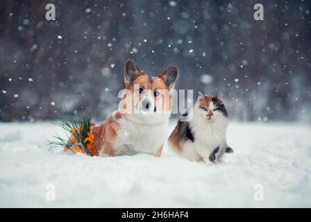 Ferienkarte Katzen- und Hundecorgi im Frühlingspark neben gelben Blumen-Schneeglöckchen Stockfoto