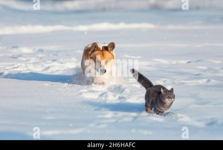 corgi Hund läuft einer Katze im Tiefschnee des Wintergartens hinterher Stockfoto