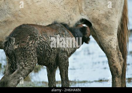 Camargue Pferde im Naturpark Aiguamolls de l'Empordà in Castellón de Ampurias in der Region Alt Empordà, Gerona, Katalonien, Spanien Stockfoto