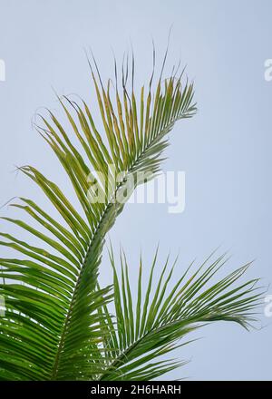 Kokosnussbaum Blatt mit Himmel Hintergrund. Stockfoto