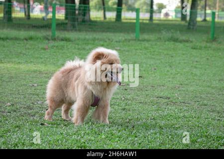 Chow Chow Hund steht auf grünem Gras. Speicherplatz kopieren. Stockfoto