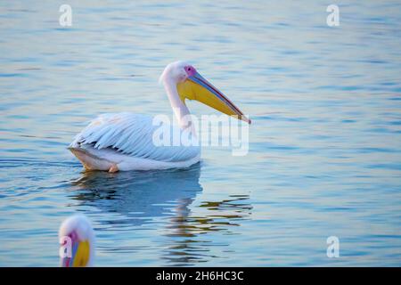 Ansicht eines Pelikans im Zugvogelzentrum des Mishmar Hasharon Reservoirs, Emek Hefer, Zentralisraelien Stockfoto