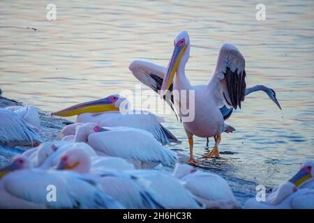 Ansicht der Pelikane im Zugvogelzentrum des Mishmar Hasharon Reservoirs, Emek Hefer, Zentralisraelien Stockfoto