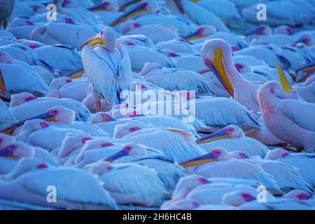 Ansicht der Pelikane im Zugvogelzentrum des Mishmar Hasharon Reservoirs, Emek Hefer, Zentralisraelien Stockfoto