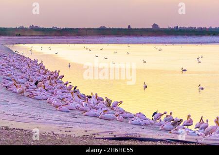 Blick auf den Sonnenuntergang Pelikane im Zugvogelzentrum des Mishmar Hasharon Reservoirs, Emek Hefer, Zentralisraelisch Stockfoto