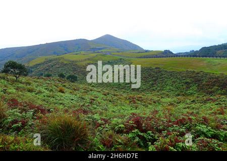 Qingtiangang Grassland im Taipei Yangmingshan Nationalpark, Taiwan. Stockfoto