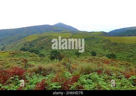 Qingtiangang Grassland im Taipei Yangmingshan Nationalpark, Taiwan. Stockfoto