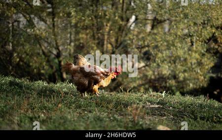 Hühner auf dem Bauernhof grasen auf der Wiese. Bio-Anbau, Rückkehr der Natur Konzept, schöne Huhn in einem grünen rustikalen Hof. Geflügel Stockfoto