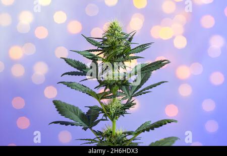 Weihnachts-Cannabispflanze mit gelben Girlande-Lichtern auf dem Hintergrund. Urlaub Marihuana Busch in leuchtenden Bokeh Licht. Frohes neues Jahr und frohe Weihnachten b Stockfoto