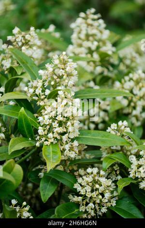 Skimmia × confusa „Kew Green“, Skimmia „Kew Green“ Stockfoto