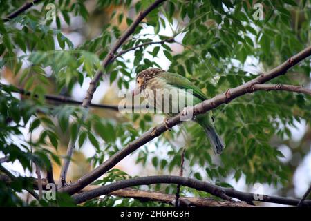 Braunkohlkopf-Barbet oder großer grüner Barbet (Psilopogon zeylanicus), der ein Loch in einem Baumstamm untersucht und ausgrätet; (Pix SShukla) Stockfoto