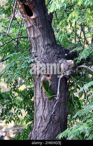 Braunkohlkopf-Barbet oder großer grüner Barbet (Psilopogon zeylanicus), der ein Loch in einem Baumstamm untersucht und ausgrätet; (Pix SShukla) Stockfoto