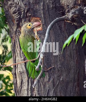 Braunkohlkopf-Barbet oder großer grüner Barbet (Psilopogon zeylanicus), der ein Loch in einem Baumstamm untersucht und ausgrätet; (Pix SShukla) Stockfoto