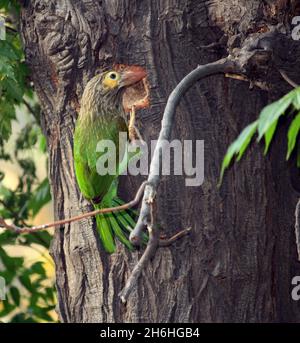 Braunkohlkopf-Barbet oder großer grüner Barbet (Psilopogon zeylanicus), der ein Loch in einem Baumstamm untersucht und ausgrätet; (Pix SShukla) Stockfoto