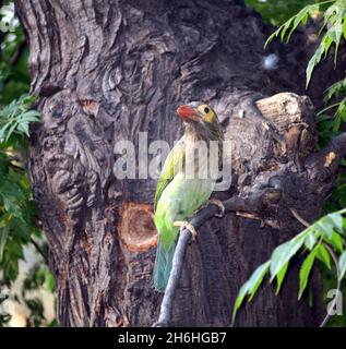 Braunkohlkopf-Barbet oder großer grüner Barbet (Psilopogon zeylanicus), der ein Loch in einem Baumstamm untersucht und ausgrätet; (Pix SShukla) Stockfoto