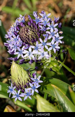 Kubanische Lilie (Scilla peruviana) auch bekannt als Scilla, peruanische Lilie, Hyazinthe von Peru und portugiesischer Tintenschill. Kopf aus blauen Blumen. Stockfoto