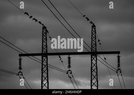 Vögel sitzen in der Dämmerung auf der Stromleitung Stockfoto