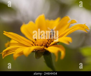 Blühende Tithonia diversifolia aka Baum Ringelblume, natürliche Makro floralen Hintergrund Stockfoto