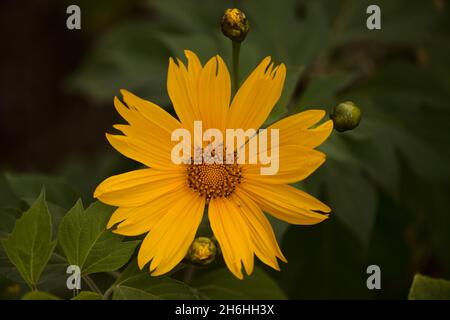 Blühende Tithonia diversifolia aka Baum Ringelblume, natürliche Makro floralen Hintergrund Stockfoto