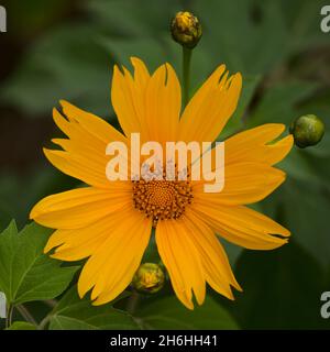 Blühende Tithonia diversifolia aka Baum Ringelblume, natürliche Makro floralen Hintergrund Stockfoto