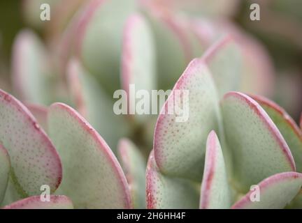 Crassula arborescens aka Silber Jade Pflanze Sukkulente Blätter natürliches Makro Blumenhintergrund Stockfoto