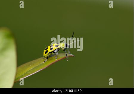 Gefleckter Gurkenkäfer (Diabrotica undecimpunctata) auf der Blattspitze. Stockfoto