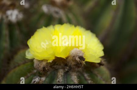 Blassgelbe Blüten von spinnloser Form des Echinocactus grusonii, der goldene Fasskaktus, natürlicher makrofloraler Hintergrund Stockfoto