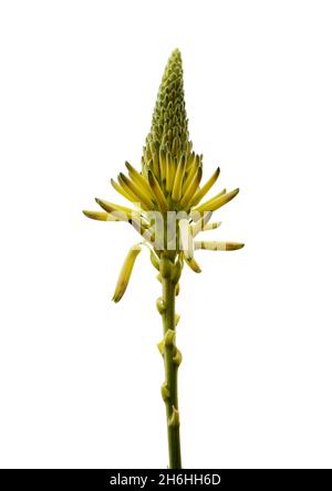 Hellgelb-grüne Sorte von Aloe arborescens oder Candelabra Aloe isoliert auf weißem Hintergrund Stockfoto