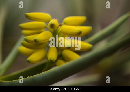 Gelbe Blüten der Aloe ramosissima, Köcherbaum der Jungfrau, natürlicher Makro-floraler Hintergrund Stockfoto