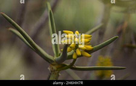 Gelbe Blüten der Aloe ramosissima, Köcherbaum der Jungfrau, natürlicher Makro-floraler Hintergrund Stockfoto