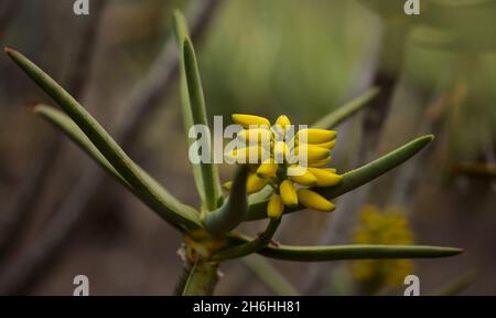 Gelbe Blüten der Aloe ramosissima, Köcherbaum der Jungfrau, natürlicher Makro-floraler Hintergrund Stockfoto