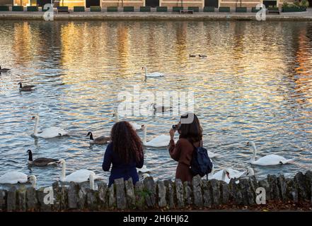 Windsor, Großbritannien. November 2021. Sonnenaufgang über der Themse. Die Schwanenschar an der Themse in Windsor war heute Morgen sehr hungrig, als sie abschrabbten, um Brotfetzen von Einheimischen zu bekommen, die sie füttern. Tragischerweise wurde in einer Schwanenschar in Stratford-upon-Avon eine Vogelgrippe gefunden. Zum Geschenk bleibt die Schwanenschar in Windsor zur Zeit in Ordnung. Quelle: Maureen McLean/Alamy Stockfoto