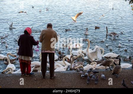 Windsor, Großbritannien. November 2021. Sonnenaufgang über der Themse. Die Schwanenschar an der Themse in Windsor war heute Morgen sehr hungrig, als sie abschrabbten, um Brotfetzen von Einheimischen zu bekommen, die sie füttern. Tragischerweise wurde in einer Schwanenschar in Stratford-upon-Avon eine Vogelgrippe gefunden. Zum Geschenk bleibt die Schwanenschar in Windsor zur Zeit in Ordnung. Quelle: Maureen McLean/Alamy Stockfoto