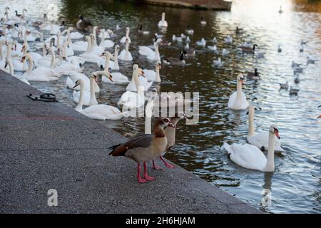 Windsor, Großbritannien. November 2021. Sonnenaufgang über der Themse. Die Schwanenschar an der Themse in Windsor war heute Morgen sehr hungrig, als sie abschrabbten, um Brotfetzen von Einheimischen zu bekommen, die sie füttern. Tragischerweise wurde in einer Schwanenschar in Stratford-upon-Avon eine Vogelgrippe gefunden. Zum Geschenk bleibt die Schwanenschar in Windsor zur Zeit in Ordnung. Quelle: Maureen McLean/Alamy Stockfoto