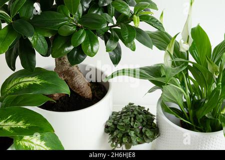 Jungpflanzen aus der Nähe - Dieffenbachia oder dumme Rohrpflanze, Ficus Ginseng microcarpa, Callisia und Spathiphyllum in weißen Töpfen, verbunden mit Nat Stockfoto